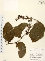 糙莖菝契藏品圖，第1張