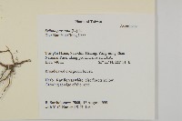 鱧腸藏品圖，第2張