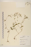 粗毛小米菊藏品圖，第1張