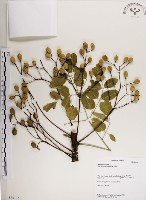 楝、苦楝藏品圖，第1張