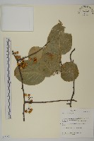 大葉南蛇藤藏品圖，第1張