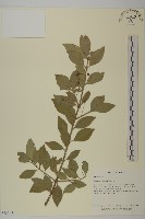 刺果衛矛藏品圖，第1張