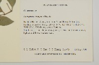 刺果衛矛藏品圖，第2張