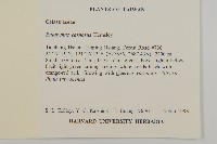 厚葉衛矛, 源一木藏品圖，第2張