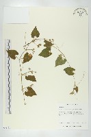 青牛膽藏品圖，第1張