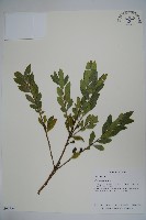 假黃楊藏品圖，第1張