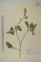 厚葉衛矛, 源一木藏品圖，第1張