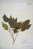 高山莢迷藏品圖，第1張