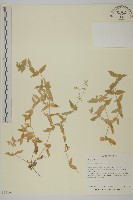 疏花繁縷藏品圖，第1張