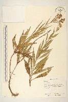 黃菀藏品圖，第1張