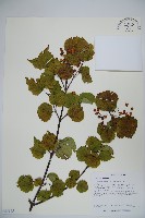 樺葉莢迷、玉山莢迷藏品圖，第1張