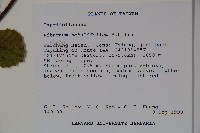 樺葉莢迷、玉山莢迷藏品圖，第2張