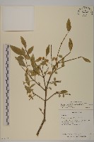 黃氏衛矛藏品圖，第1張