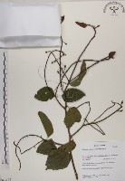 菊花木藏品圖，第1張