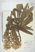 狹葉艾納香藏品圖，第1張