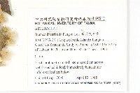 狹葉艾納香藏品圖，第2張