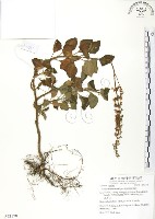 蘭嶼小鞘蕊花藏品圖，第1張