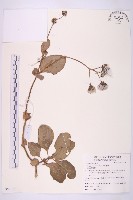 蘭嶼木耳菜藏品圖，第1張