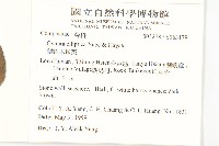 蘭嶼木耳菜藏品圖，第2張