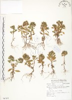 茅毛珍珠菜藏品圖，第1張