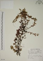 越橘葉蔓榕藏品圖，第1張