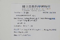 爵床藏品圖，第2張