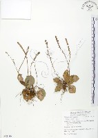 車前草藏品圖，第1張