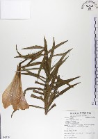 粗莖麝香百合、糙莖麝香百合、鐵炮百合藏品圖，第1張
