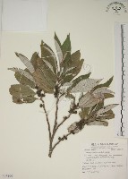 四脈麻藏品圖，第1張