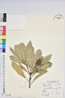 蘭嶼土沉香藏品圖，第1張