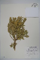 琉球黃楊藏品圖，第1張