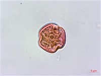 蘭嶼虎皮楠藏品圖，第1張