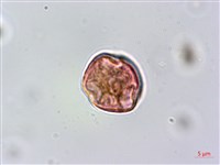 蘭嶼虎皮楠藏品圖，第3張