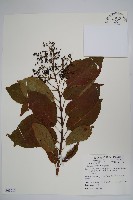 厚殼樹藏品圖，第1張