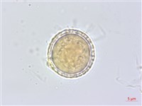 平柄菝契藏品圖，第1張