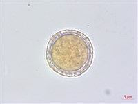 平柄菝契藏品圖，第2張