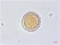 平柄菝契藏品圖，第3張