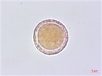 平柄菝契藏品圖，第5張