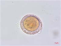 平柄菝契藏品圖，第6張