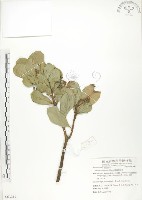 蘭嶼樹杞、蘭嶼紫金牛藏品圖，第1張