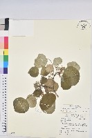 圓葉血桐藏品圖，第1張