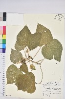 蟲屎藏品圖，第1張