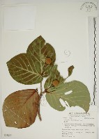 欖仁舅藏品圖，第1張