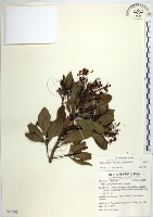 樹杞藏品圖，第1張