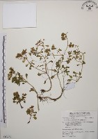 台灣佛甲草、石板菜藏品圖，第1張