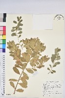 白飯樹藏品圖，第4張