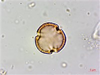 白飯樹藏品圖，第1張