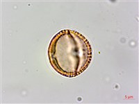 白飯樹藏品圖，第2張