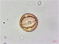 白飯樹藏品圖，第3張