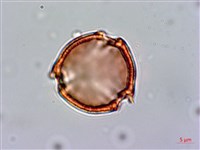 百金藏品圖，第2張